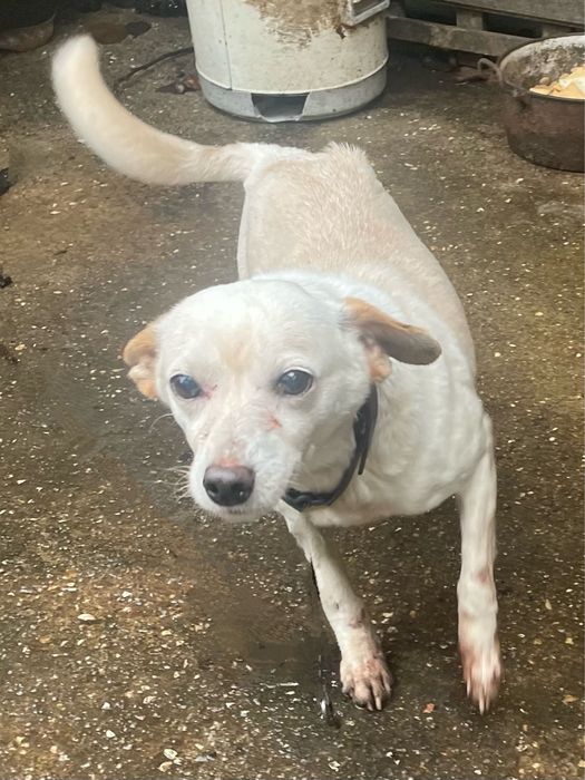 Oferece-se casal de caes rafeiros