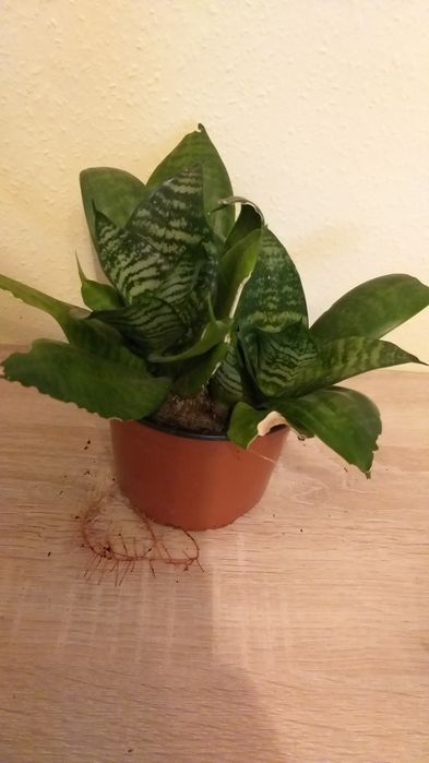 Kwiatki sansewieria sadzonki