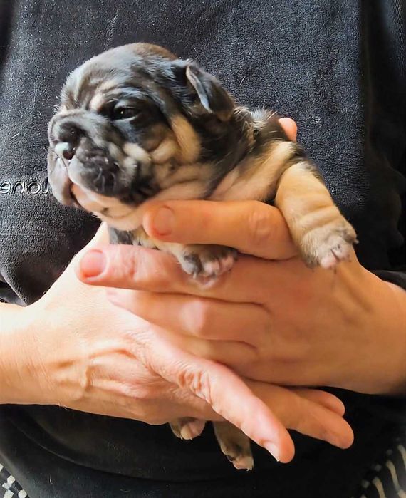 Девочка французский бульдог