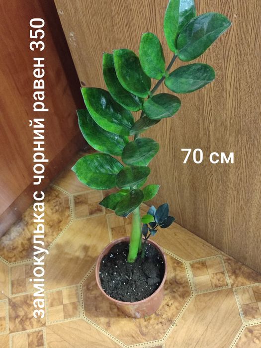 Заміокулькас чорний равен, лавровий лист, каламондин ,манго