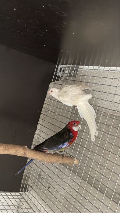 Casais de roselas e roselas sem casal