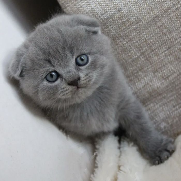 Хлопчик з синіми очима