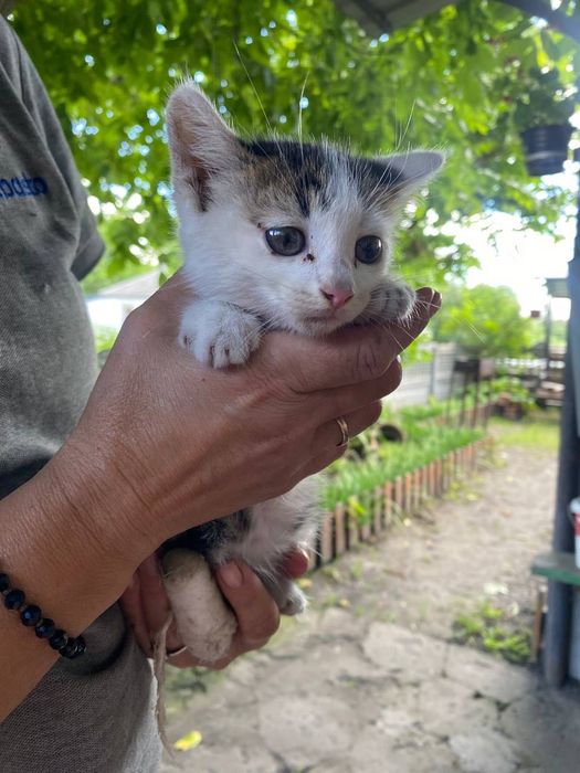 Кошеня шукає сім’ю