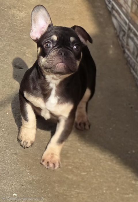 Fabulosa! Buldogue Francês Fêmea Chocolate Tan