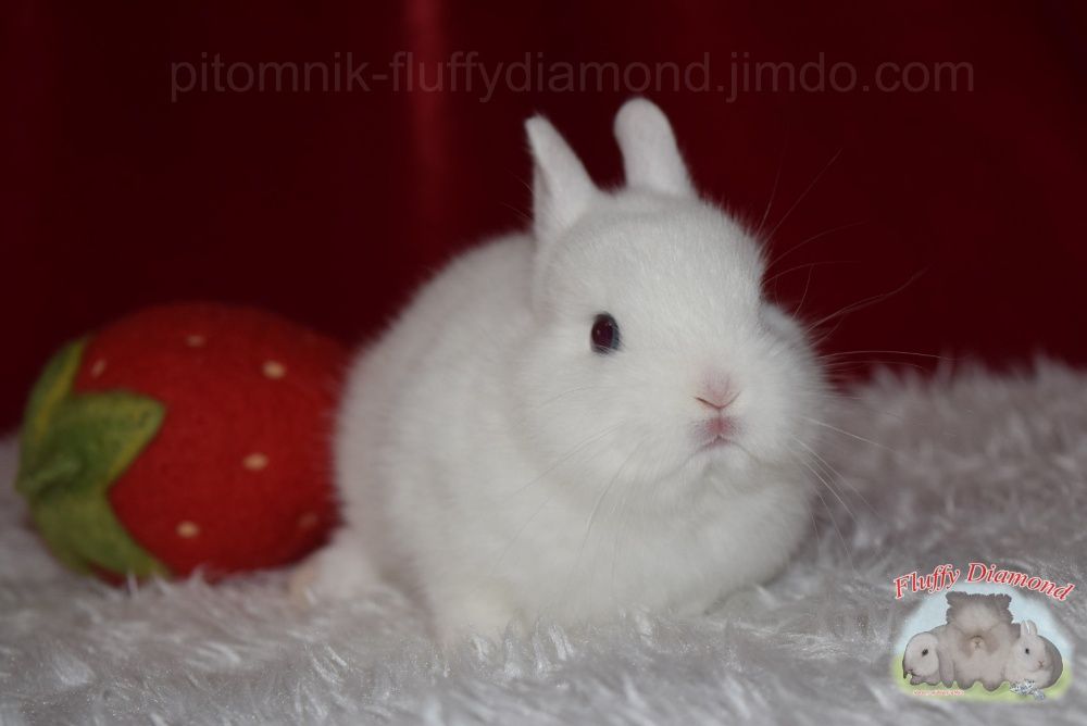 Гермелини-найменші з карликових кроликів. Розплідник! Вакциновані