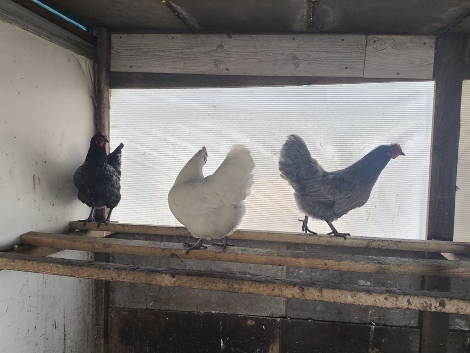 Jaja lęgowe kur rasy australorp i młode kurczaki