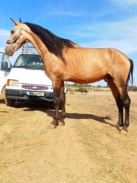 Cavalo baio 1/64