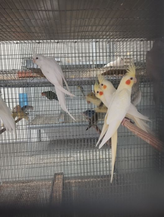 Caturras machos e fêmeas