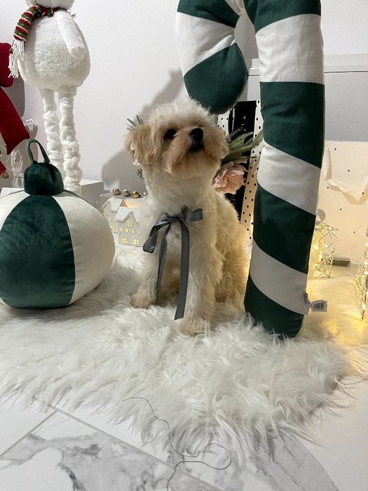 Помапу — Лише 2 дівчинки! Ідеальна можливість