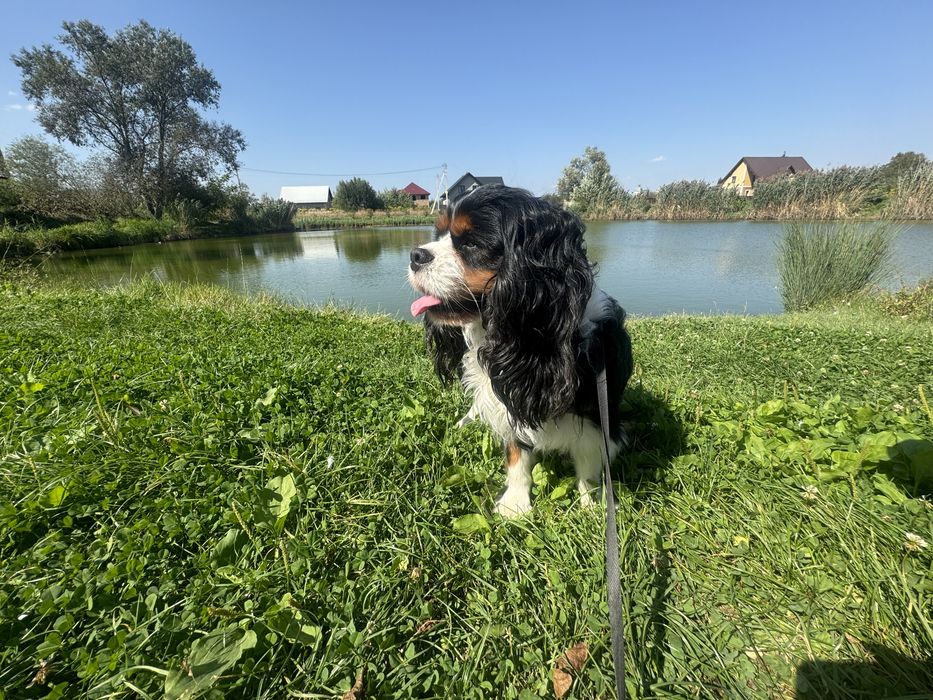 Кавалер Кінг Чарльз вязка