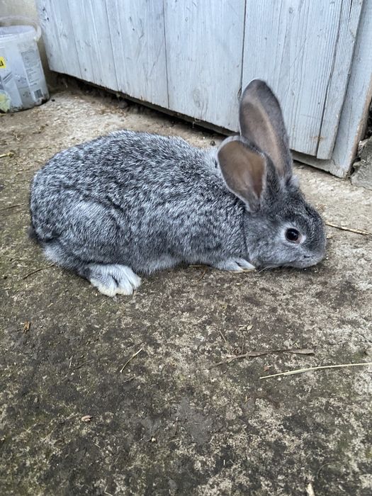 Кролі дуже гарні