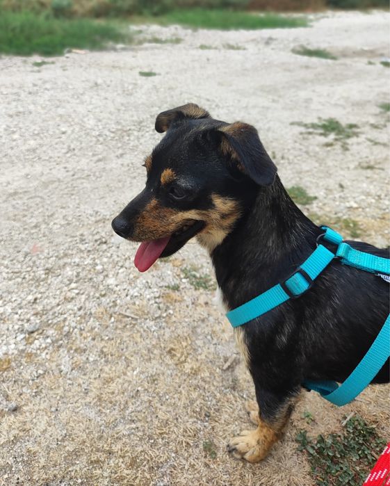 Hazel - 1 ano, 3kg