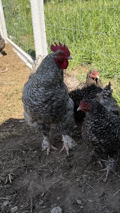 OVOS FÉRTEIS, GALADOS – Malines, Jersey Gigante, La Bresse, Cornish | Raças Selecionadas