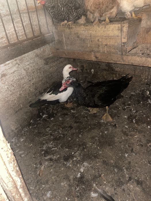 Продаються молоді індокачки