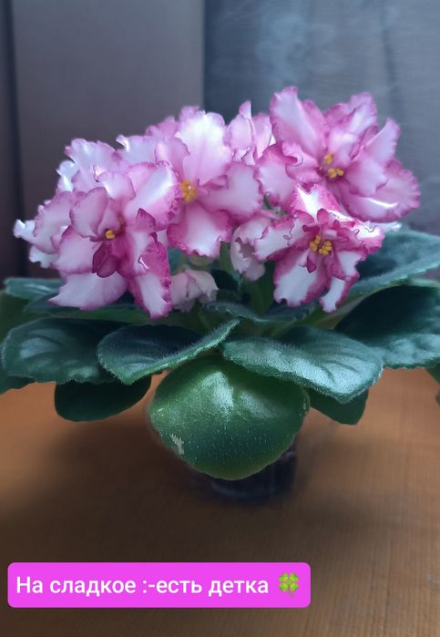 Фиалки сортовые детки