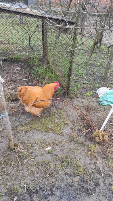 Продам курей Орпінгтонів і інкубаційних яєць.