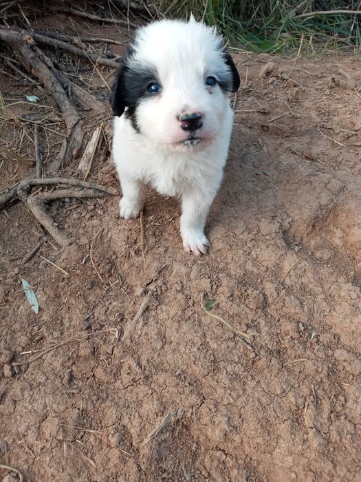 Продам очень красивых щенят