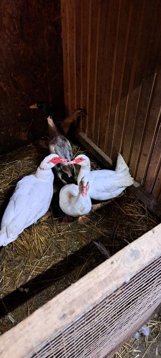 Sprzedam kaczki francuskie i biegusy