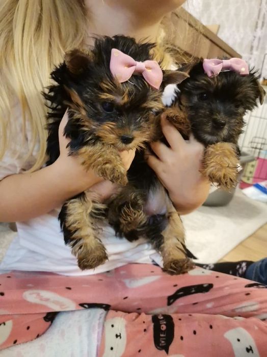 Mini mini piesek york Yorkshire terrier chip metryka paszport