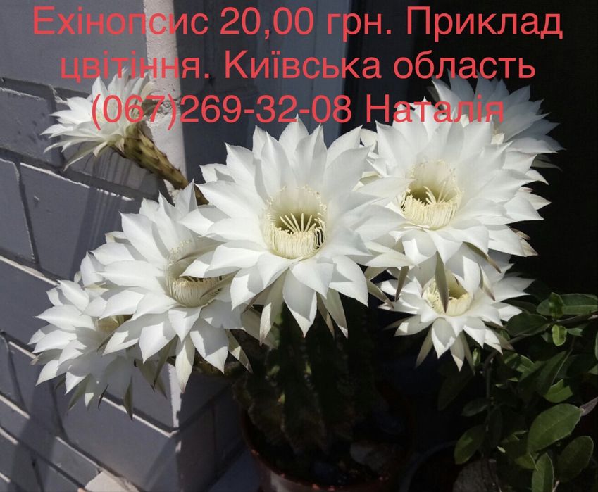 Кактус. Кактуси. Насіння кактусів.