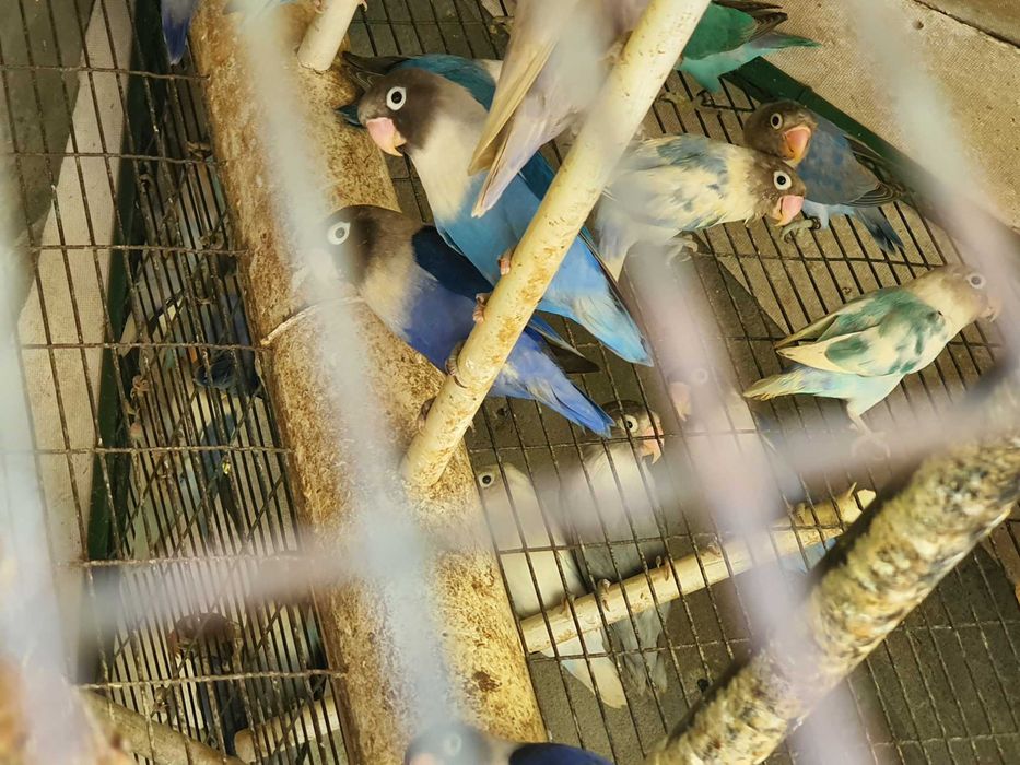 personatus e fischers  25