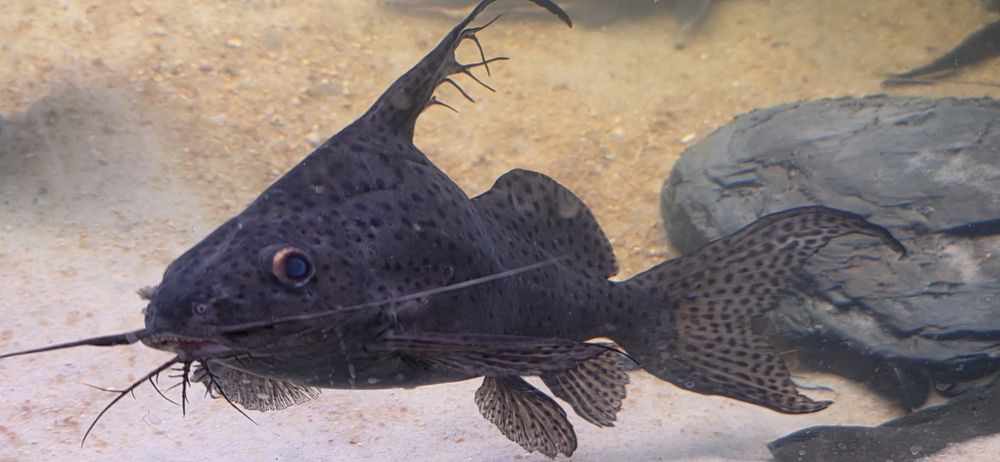 3 synodontis 25cm