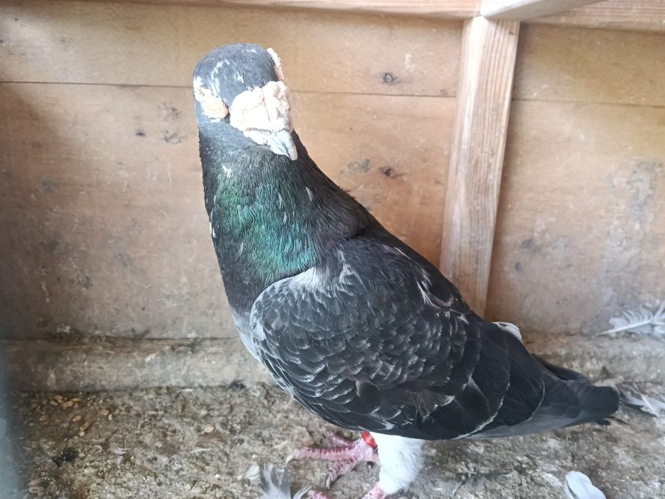 Gołębie pocztowe - piękne Narości