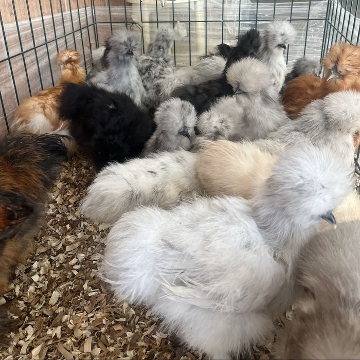 Casais de Sedosas do Japão linha USA