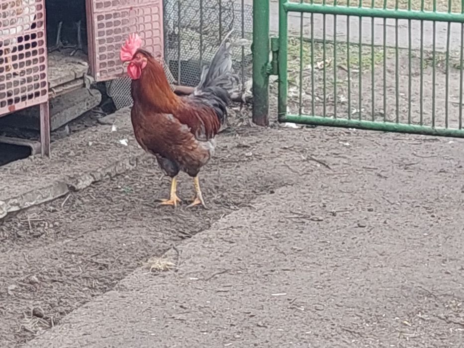 Koguty młode sprzedam