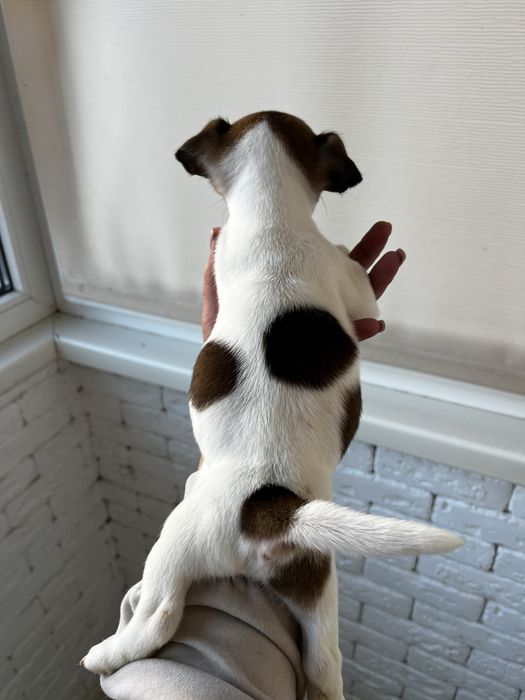 Хлопченятко джек рассел.