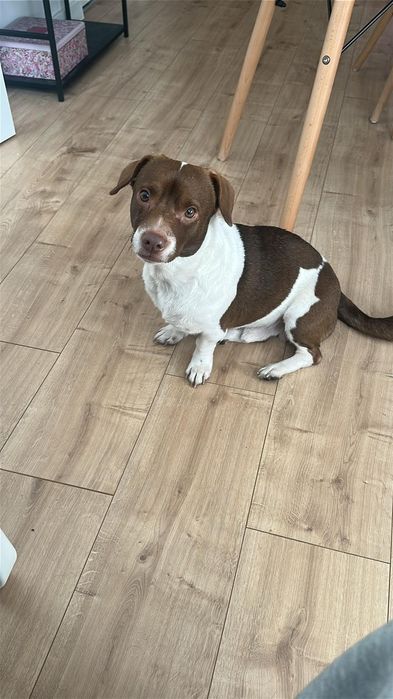 Samiec do adopcji za darmo