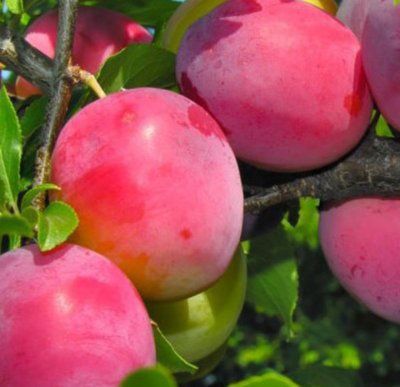 Саджанці Абрикоса Персик Нектарин Слива Груша Хурма Черешня Порічка