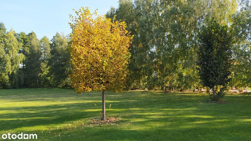 Chorzeń Kameliowa, MPZP uzbrojone