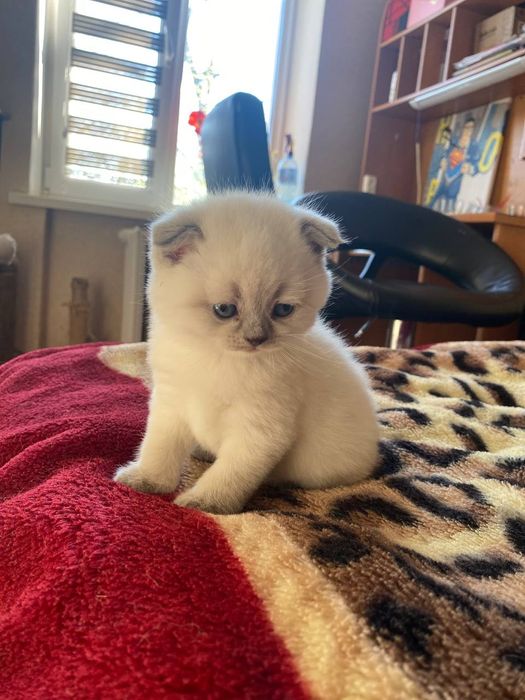 Продам шотландца