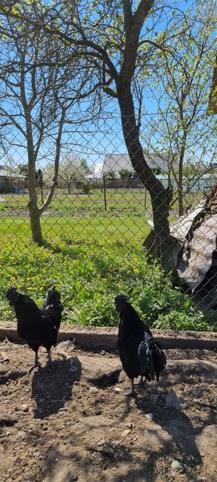 Ayam cemani - kurczaki oraz jaja lęgowe
