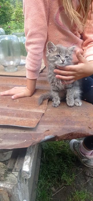 Продам гарних кошенят