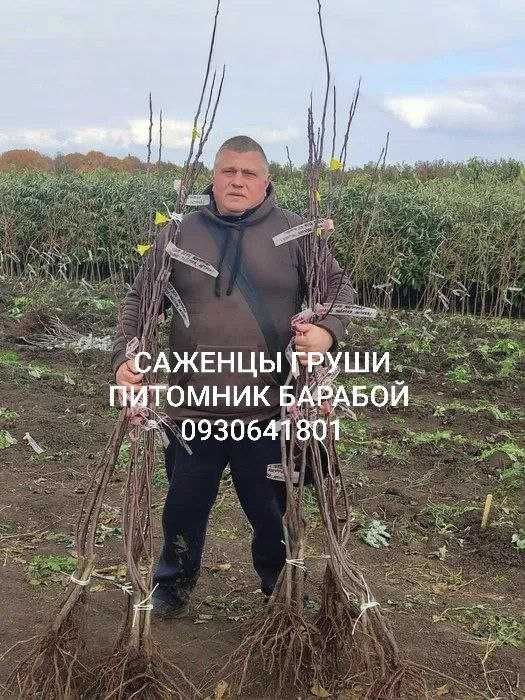 Персик, Персик Инжирный, Нектарин. ОПТ и Розница, Питомник Барабой