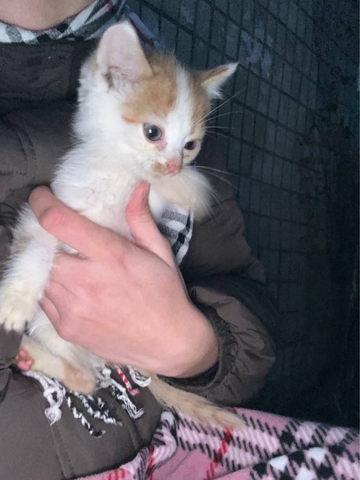 котенята вуличні