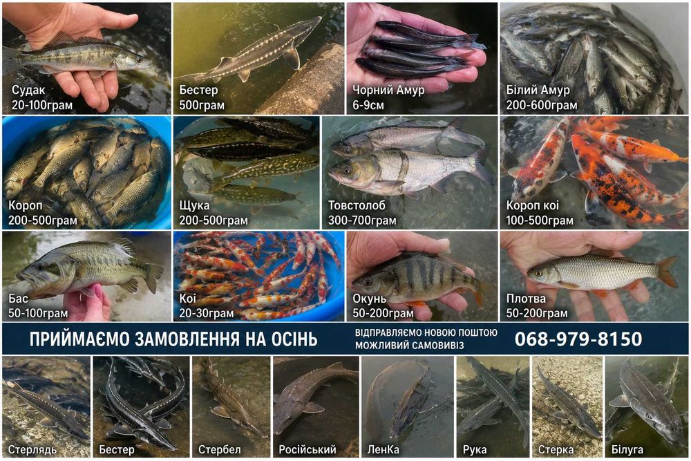 Приймаємо попередні замовлення на осінь — короп, амур, судак, щука, товстолоб, бестер та інша риба