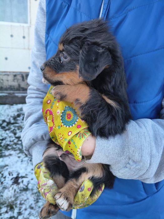 Цуценята маленькі клубочки щастя шукають дім