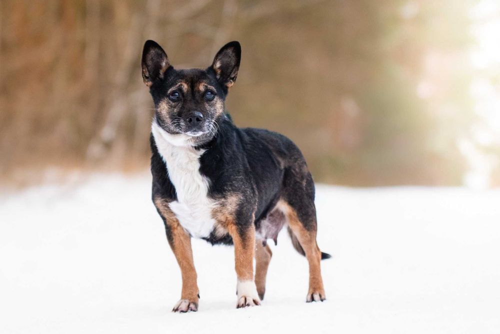 Yamarica: łagodna i spokojna słodzinka