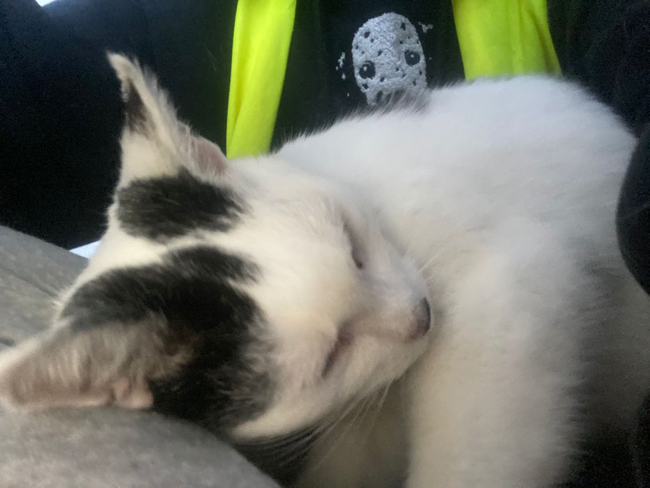 Starsza kotka do adopcji ZE SCHRONISKA