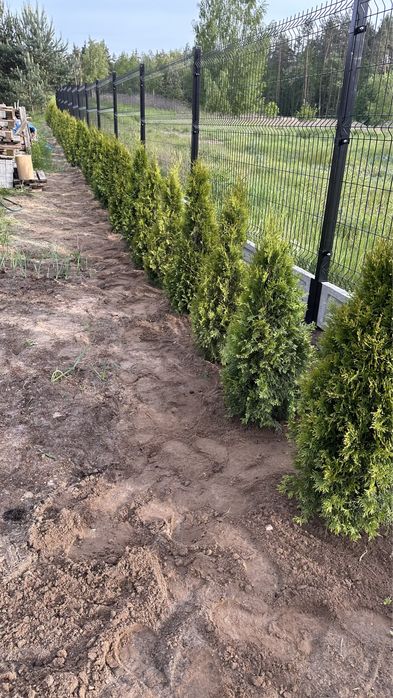 Tuja, tuje szmaragd. Duże, zdrowe sadzonki- wybierz sam .