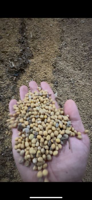 Соя 25 т соя жовта