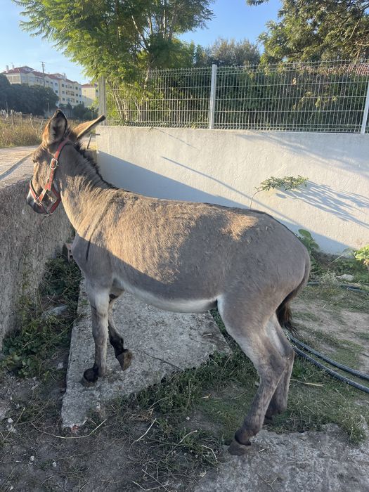 Burrinho pequeno montado