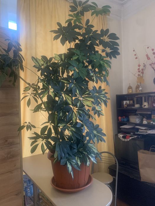 Кімнатна рослина Шеффлер