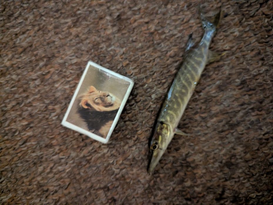 Щука жива,жвава..