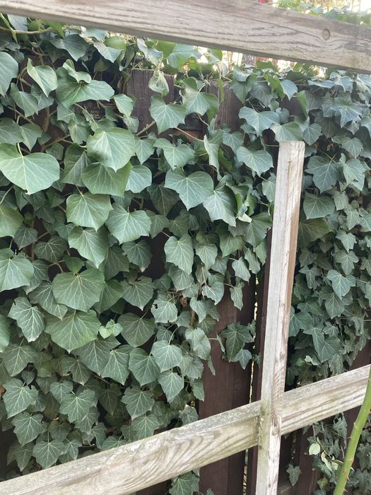 Плющ садовий постійно зелений