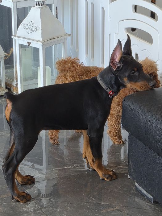 Doberman FCI  samiec