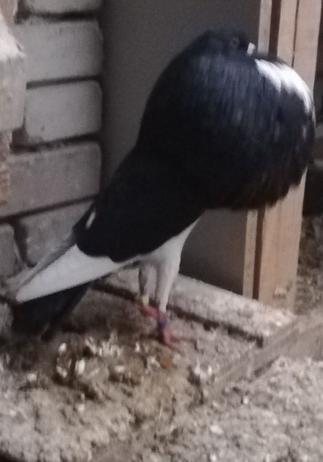 Garlacz garlacze z Norwich